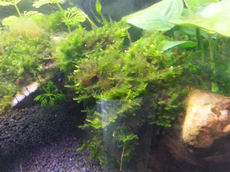 problema musgo de java  musgo phoenix