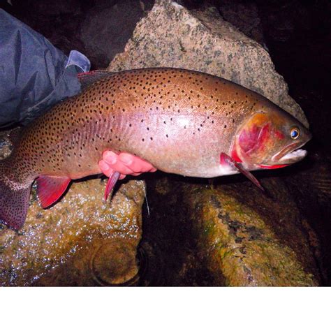 Living Fly Legacy: Tips: Night Fishing - Part 1 "The Basics"