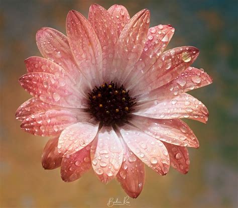 techniques  flower photography bevlea ross photography