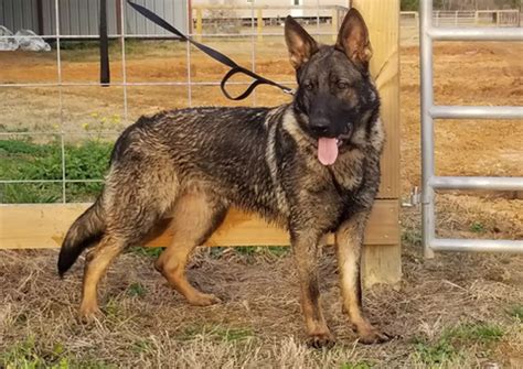 23 Cute Sable German Shepherds – German Shepherd Shop