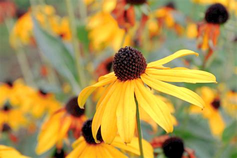 The Importance Of Growing Native Pollinator Plants In Your Garden