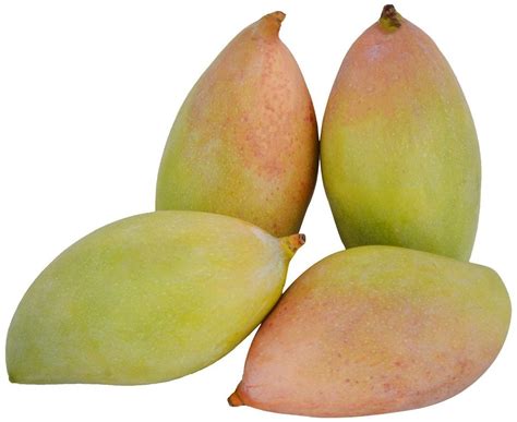 fresh totapuri mango carton  rs kg  chittoor id