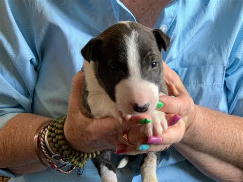 Miniature Bull Terrier Puppies For Sale