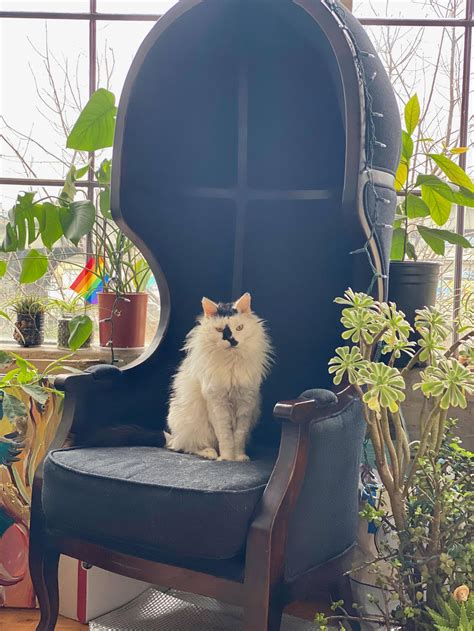 806 best r/catsandplants images on Pholder | r/CozyPlaces told me to