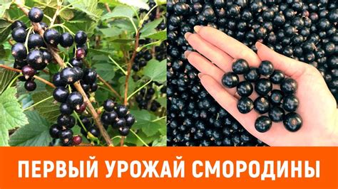 Смородина 2018 - YouTube