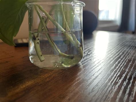 Am I doing something wrong? : r/IndoorGarden