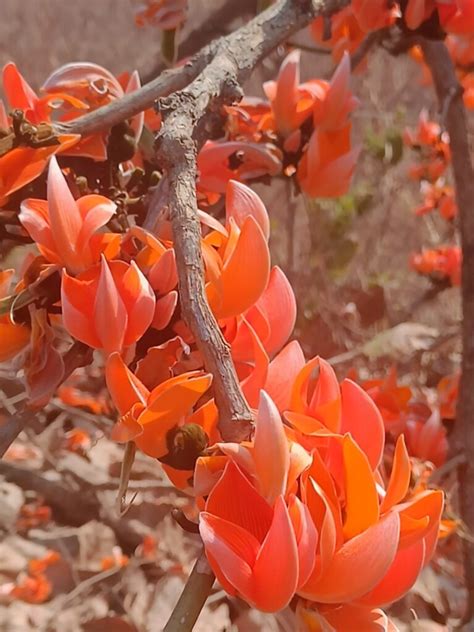 poetry  palash fridaywall