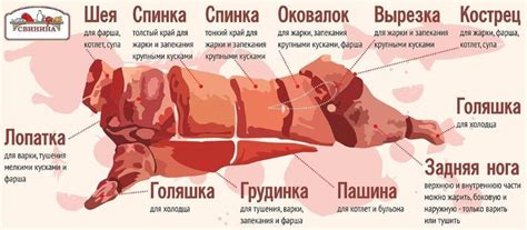 Разделка туши свинины (поросенка): схема с фото описанием, как ...
