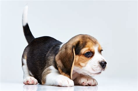 Por que é que os cães abanam a cauda?