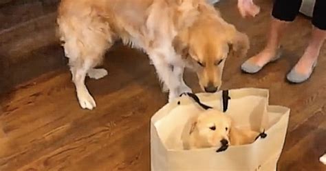 Golden retriever meets new baby sister and his precious reaction has ...