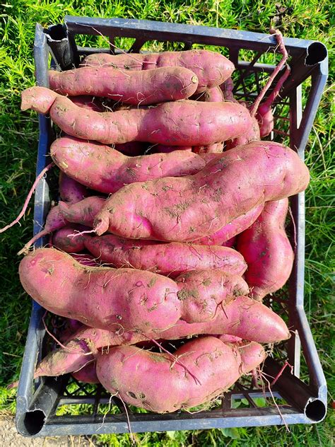 Батат, сорт Вінницький рожевий (гоча): 50 грн. - Продукти харчування ...