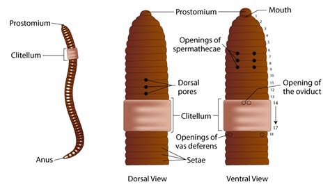 Parts Of An Earthworm And Their Functions at Rochelle Benitez blog