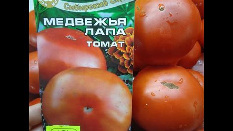 УРОЖАЙНЫЙ ТОМАТ МЕДВЕЖЬЯ ЛАПА НЕ ВЫДЕРЖИВАЕТ ТЯЖЕСТИ СВОИХ ПЛОДОВ ...