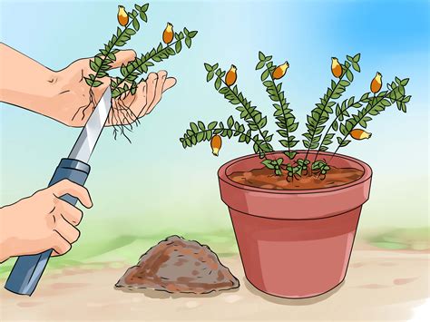 how to goldfish limping naturally 1