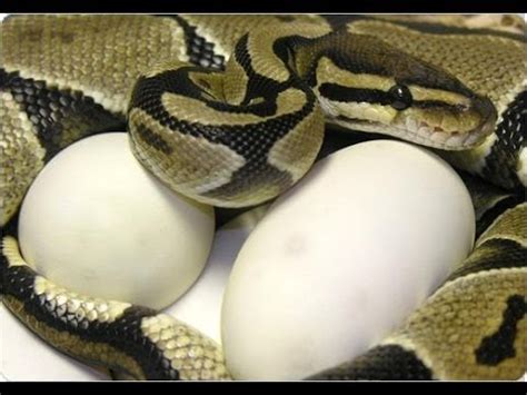 Ball Python Breeding Secrets! SnakeBytesTV - YouTube