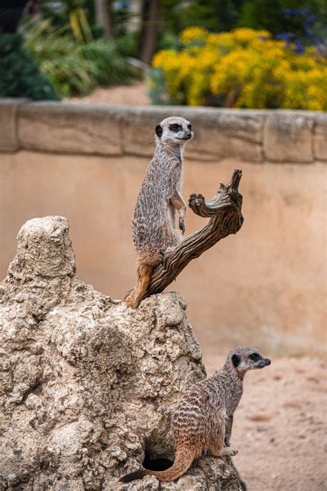 Top 8 Must-Visit Zoos in Cornwall - cornishcompass.com