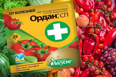 ТОП-17 лучших препаратов от фитофторы для томатов, перца, баклажан