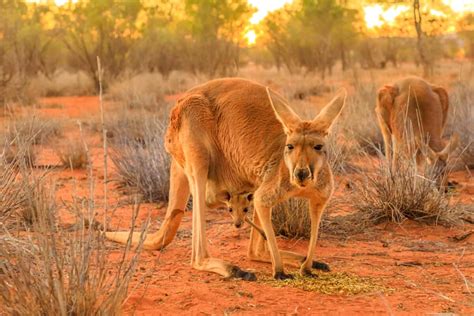 learn fascinating facts   red kangaroo  billabong sanctuary