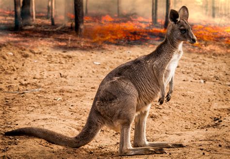 Kanguru Australia Menyelamatkan Diri Dari Kebakaran Di Hutan Australia ...