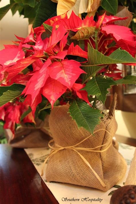 Pretty Poinsettias for Christmas | Christmas flowers, Christmas ...