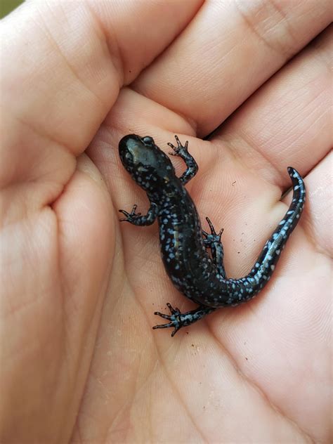 Found this beautiful Blue Spotted when I was removing sticks and bark