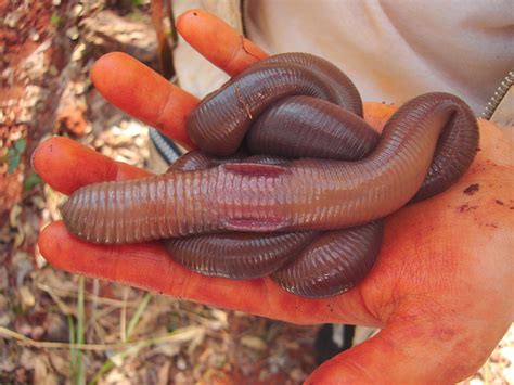 Giant Earthworms