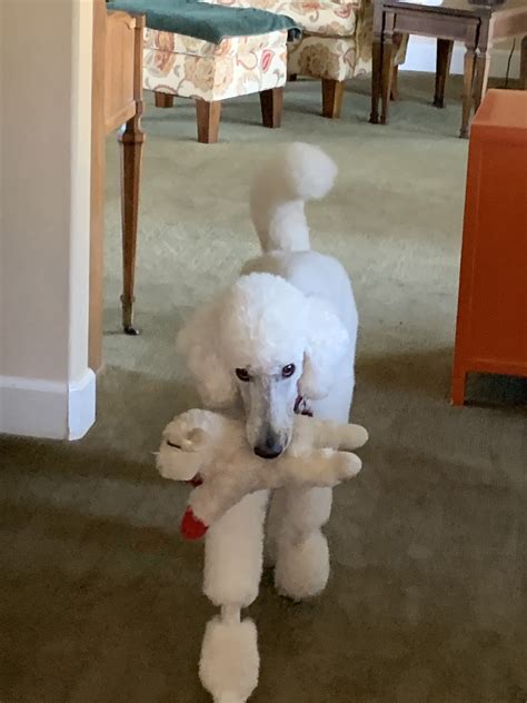 Beautiful Jubal 2 yr male | Poodle Forum