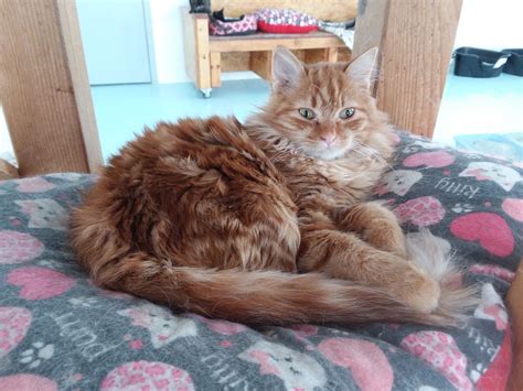 when to spay cats 4