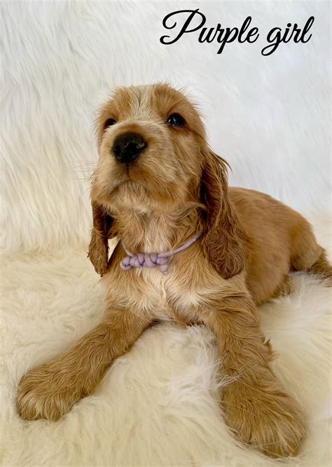 Golden Cocker Spaniel Golden Cocker Spaniel Puppy Aged 12 Weeks, With