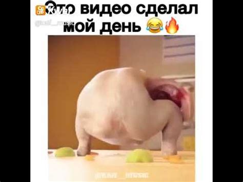 шок😱 КУРИЦА ТАНЦУЕТ ТВЕРК😱 - YouTube