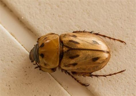 Cyclocephala sp. - www.galerie-insecte.org