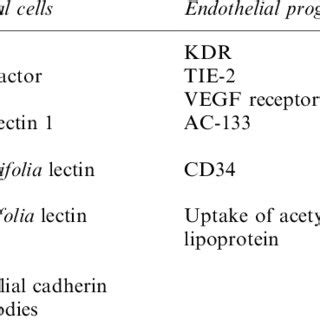 Markers of mature endothelial cells and endothelial progenitor cells ...