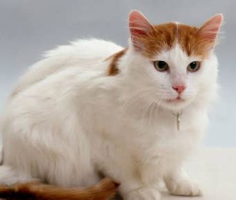 The Enchanting Quest for the Purrfect Name: A Guide to Turkish Van Cat ...