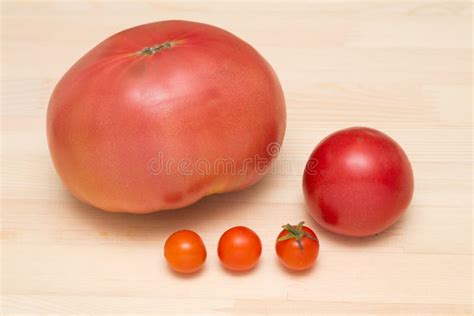 Various sizes tomato stock image. Image of dining, table - 180349099