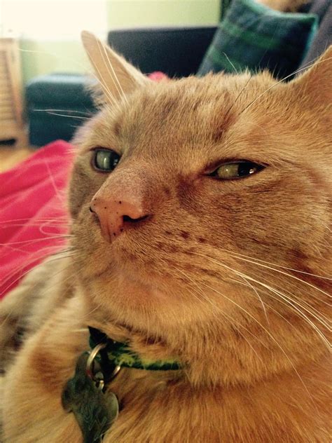 unveiling  mystery   cat side eye