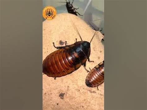 Madagascar hissing cockroach breeding/ Gián gió madagascar sinh sản ra ...