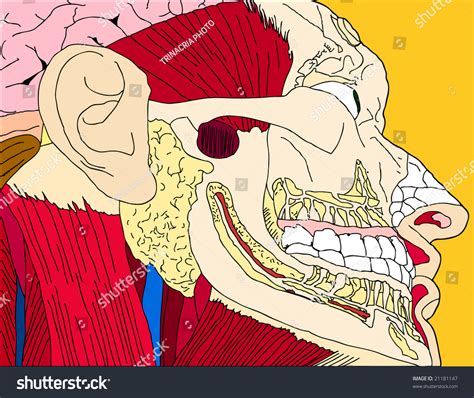 cut  head stock vector royalty