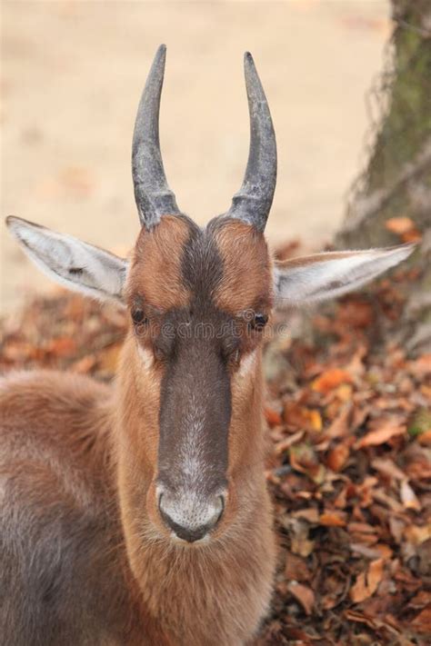 Blesbuck stock photo. Image of horns, trophy, mammal, shoot - 420926