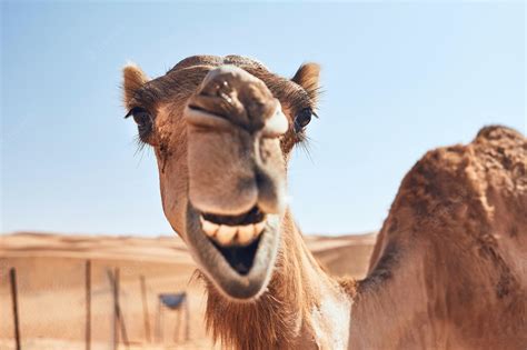 Funny Camel Wallpapers Top Free Funny Camel Backgrounds