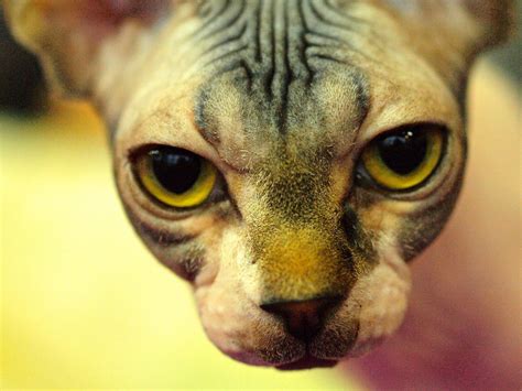 bald cat  thomas tallis  deviantart