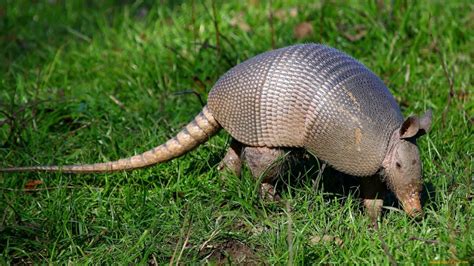 42 США. Самое невероятное животное БРОНЕНОСЕЦ. ARMADILLO. Olga locker ...