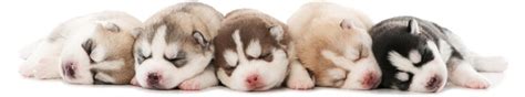 Husky Health Issues - Husky Puppies Info