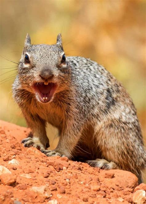 8 Dangerous Animals in the Grand Canyon: Rock Squirrel Attack | GudGear