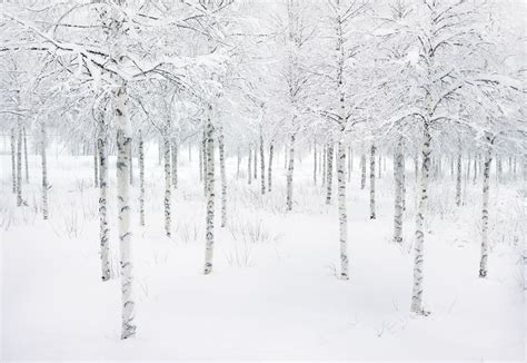 Birch Woodland, Arctic Sweden