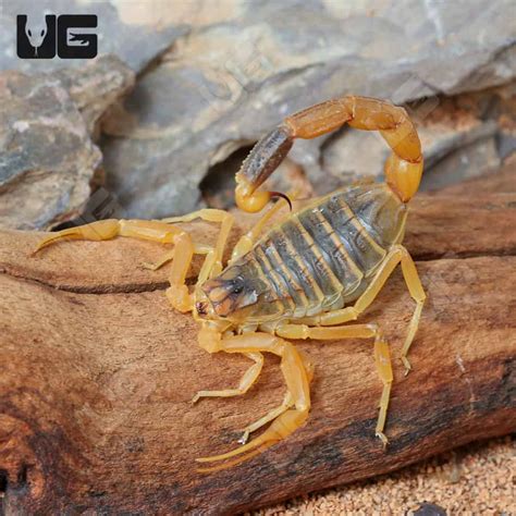 Death Stalker Scorpion For Sale- Underground Reptiles