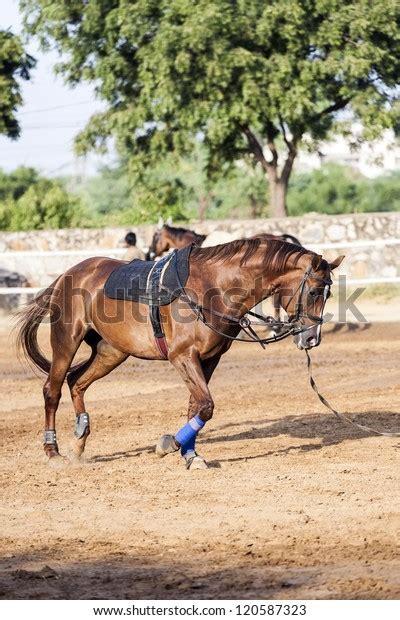 Horse Long Line Photos and Images | Shutterstock