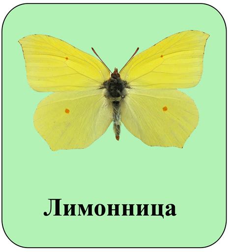 Зеленая школа : Жители нашего участка