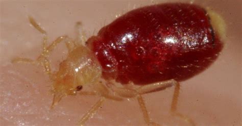 The secret to destroy bed bugs without chemicals