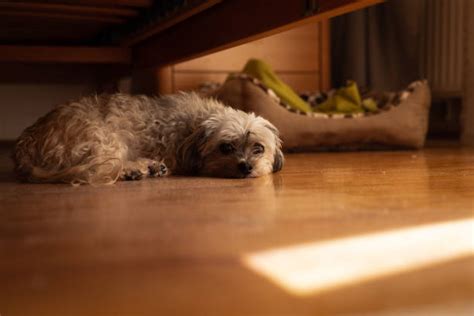 Dog Hiding Under Bed Stock Photos, Pictures & Royalty-Free Images - iStock