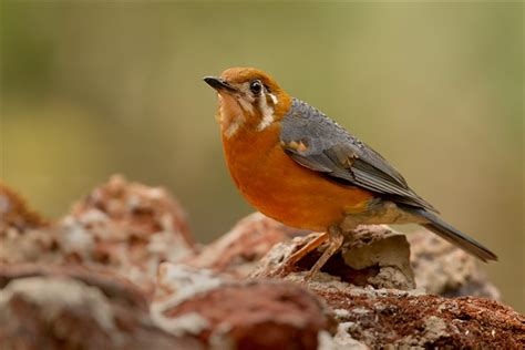 Dandeli Wildlife Sanctuary | Dandeli Wildlife Sanctuary Dharwad
